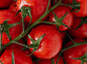 tomato-img1