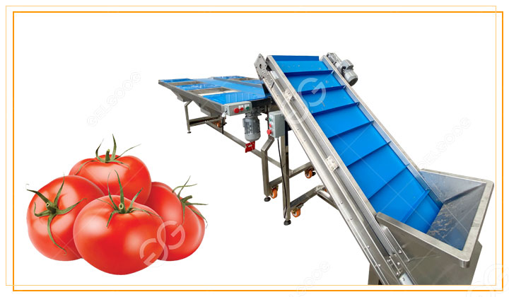 tomato-picking-belt.jpg