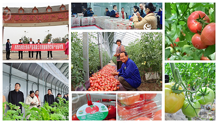 tomato-farming-in-China.jpg