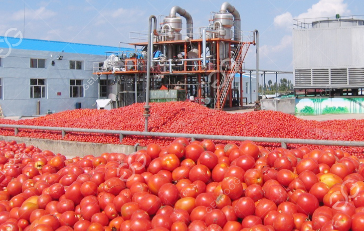 how-to-set-up-a-tomato-processing-plant.jpg